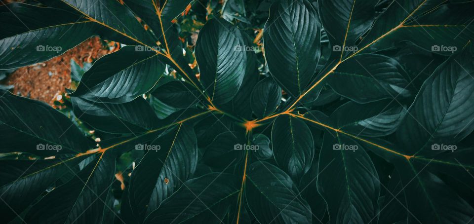 leaves