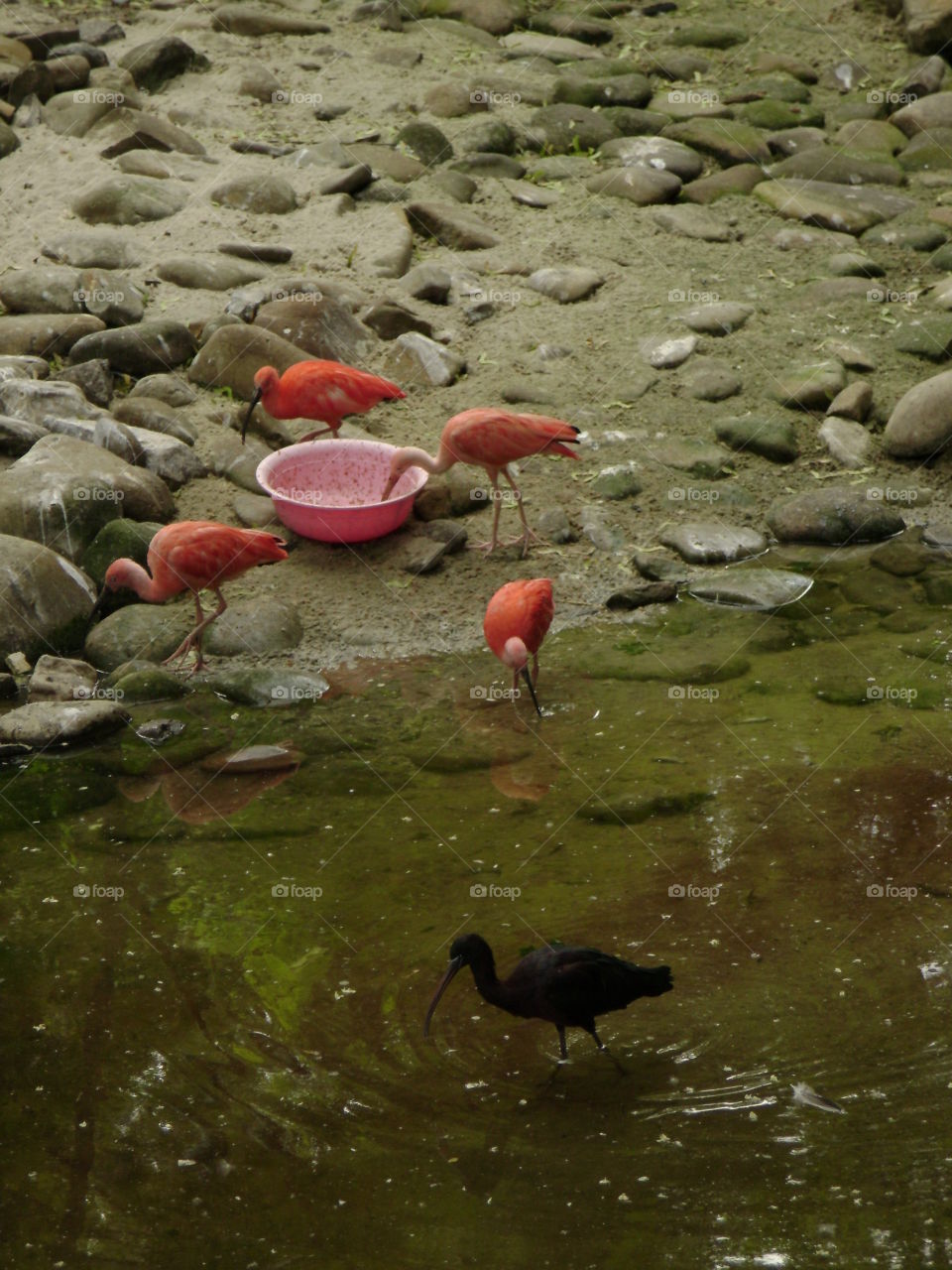 Water, Pool, No Person, Bird, Lake