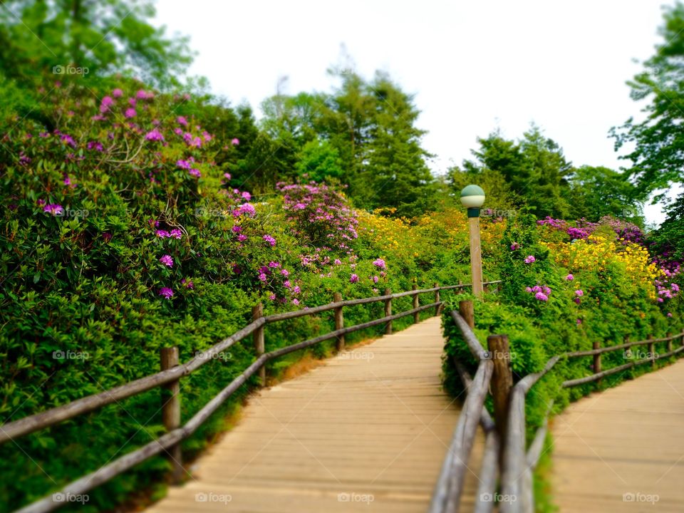 Pathways through azalea walk