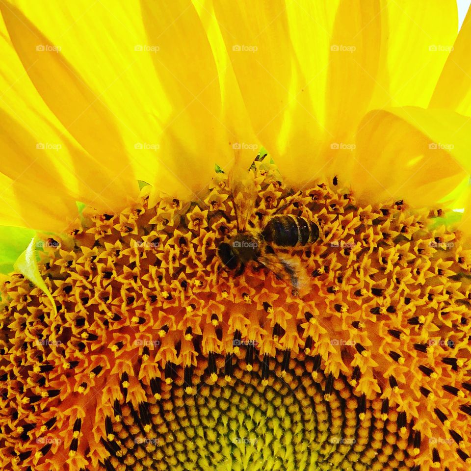 Honeybee in a sunflower pollination 🌻