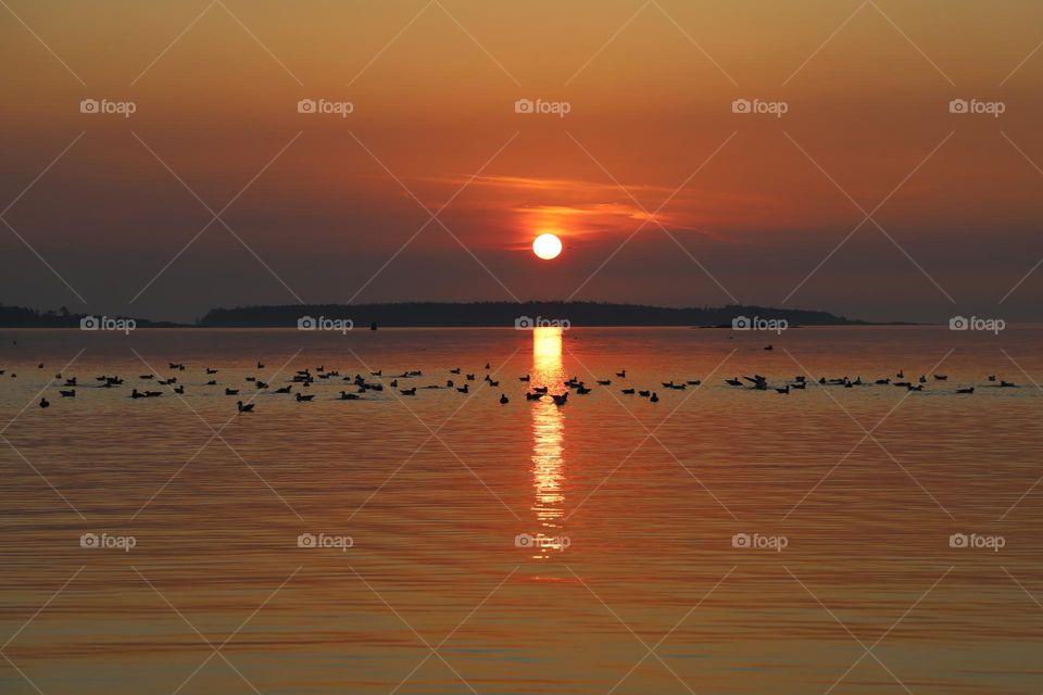 Ducks and seagulls swimming on sunrise 