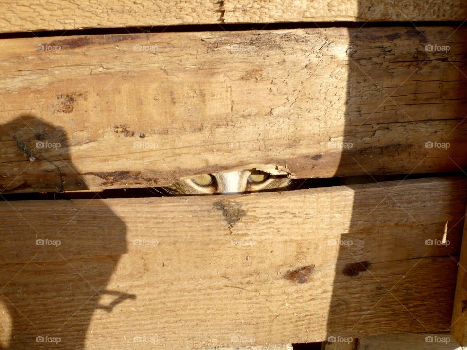 Cat hidden behind rough wooden planks, yellow cat eyes looking through a slot 