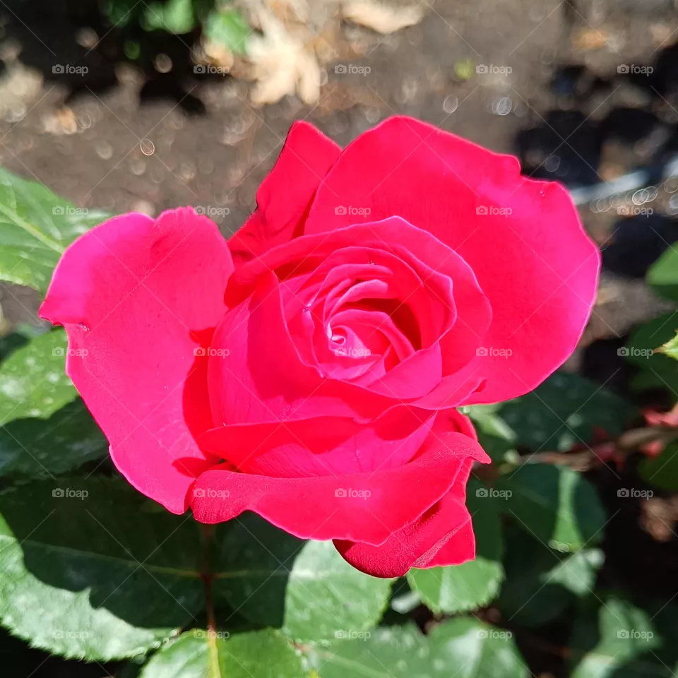 Red rose