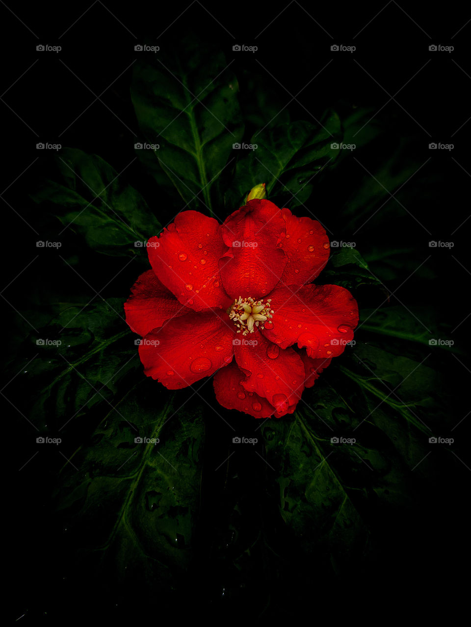 Red Flower