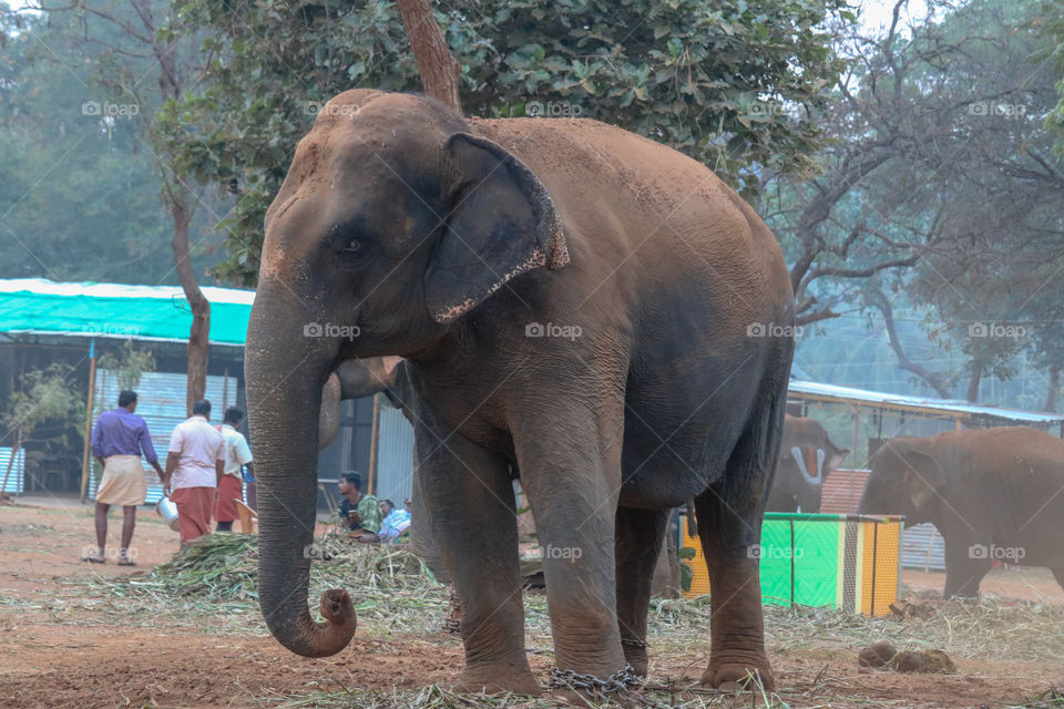 elephant just relaxing after its bath