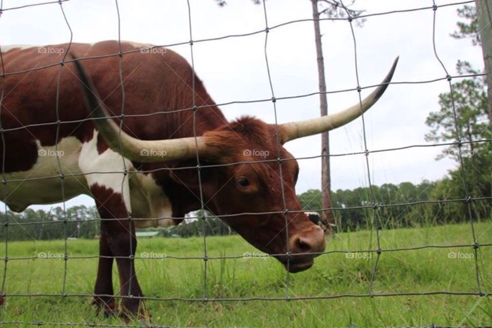 Longhorn cattle