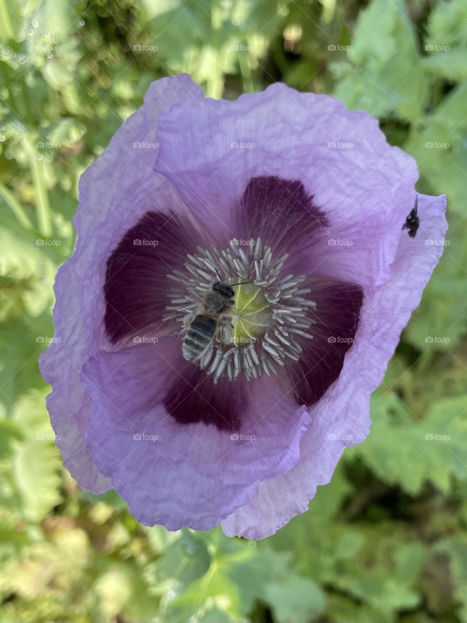 Purple flower