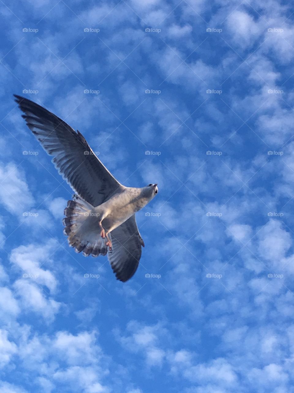 Sea gull in flight at the beach .