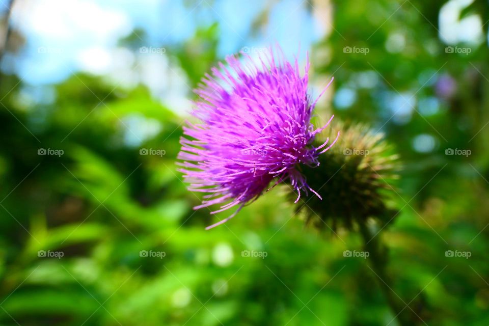 Cirsium vulgare