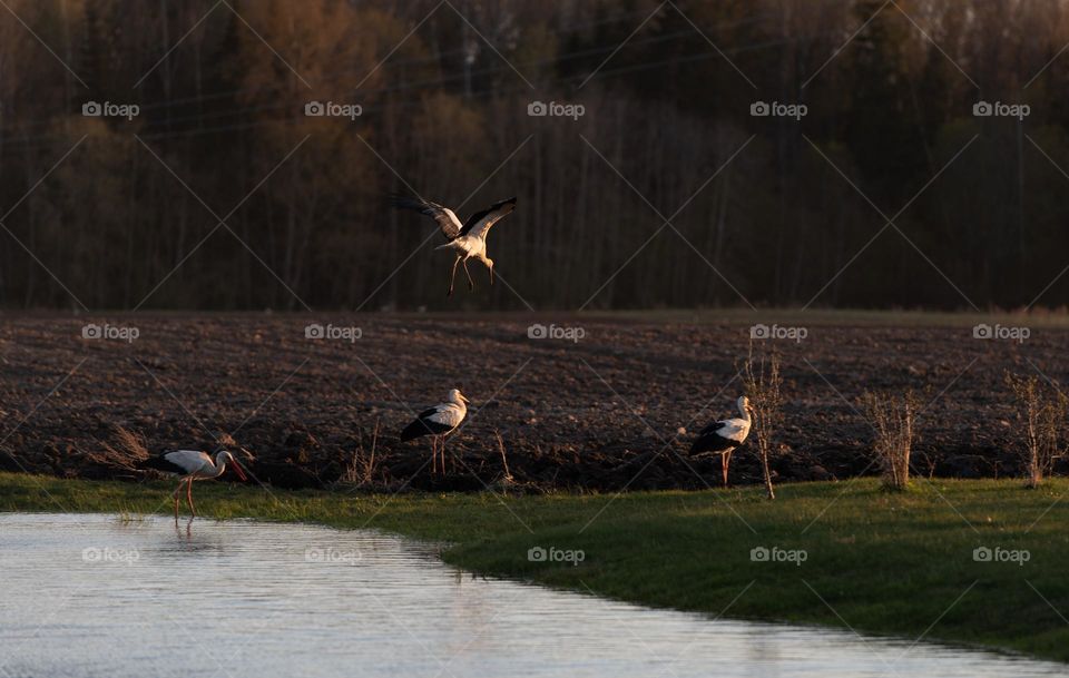 Storks in nature