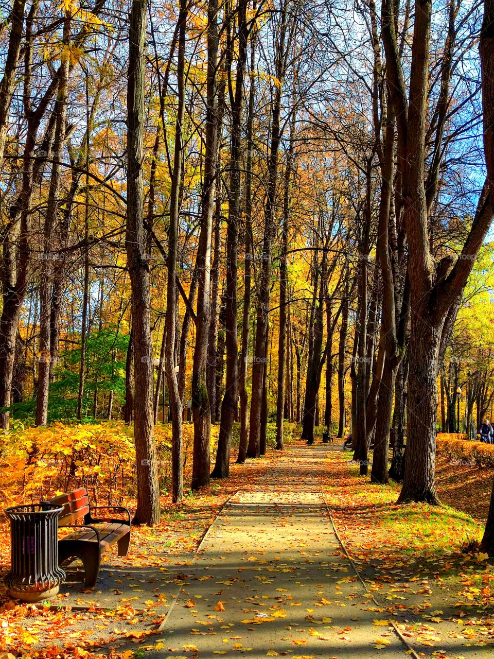 Autumn. Path in the park. Trees grow along the path. Multicolored autumn trees and fallen leaves on the ground. There is a wooden bench by the path