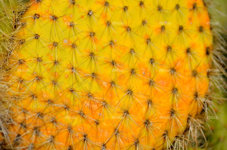 Cactus