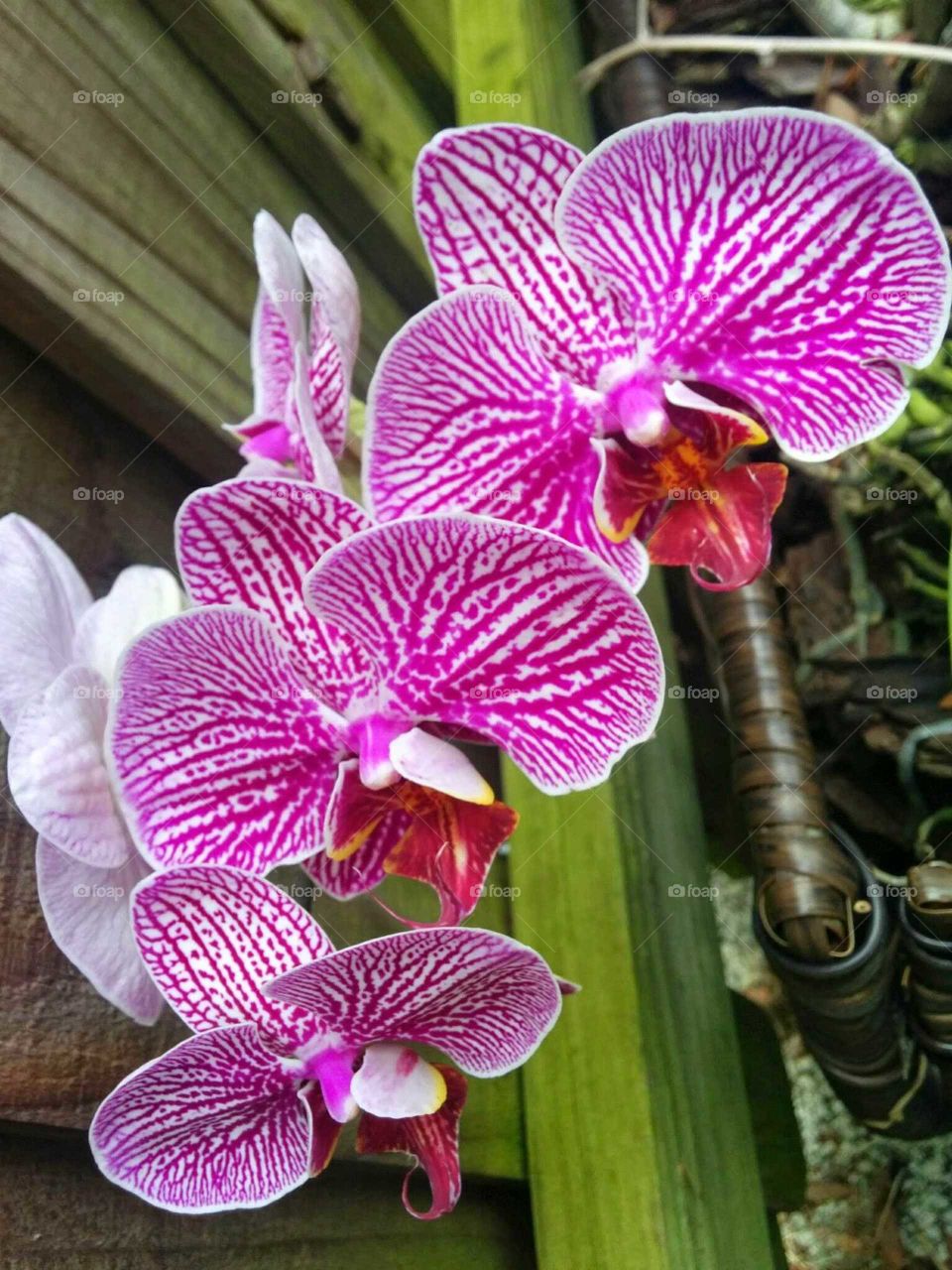 purple striped orchids