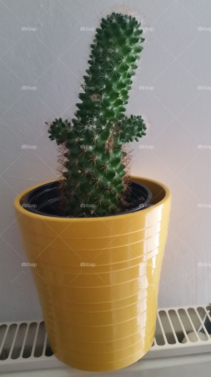 Cactus