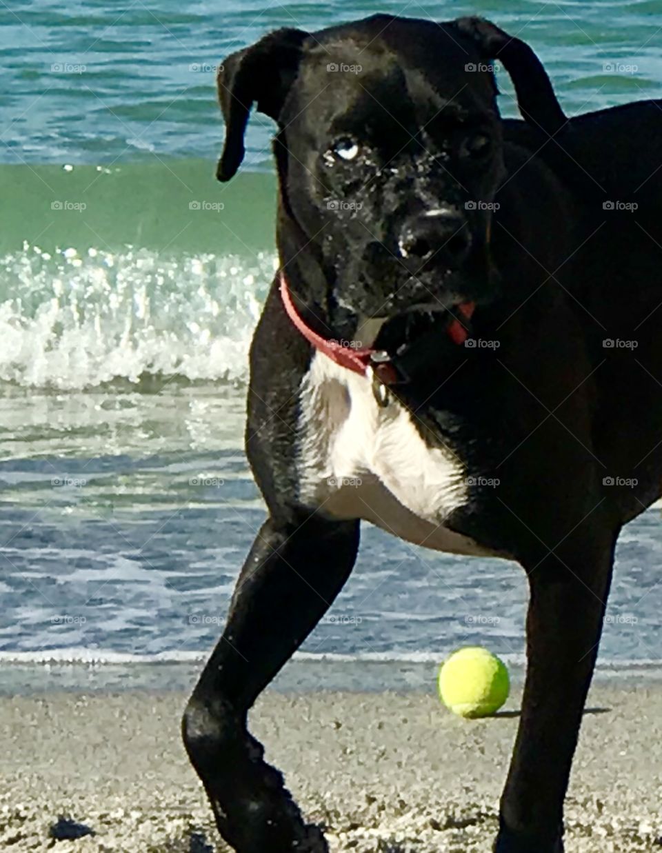 Big, black and white puppy with one white eye at the beach 