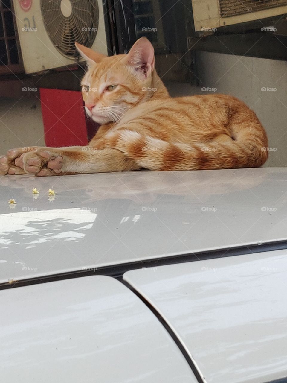 Lovely CAT sitting on the top of my car, sleeping peaceful and when knocked on the car, she gives a look, what do you want?