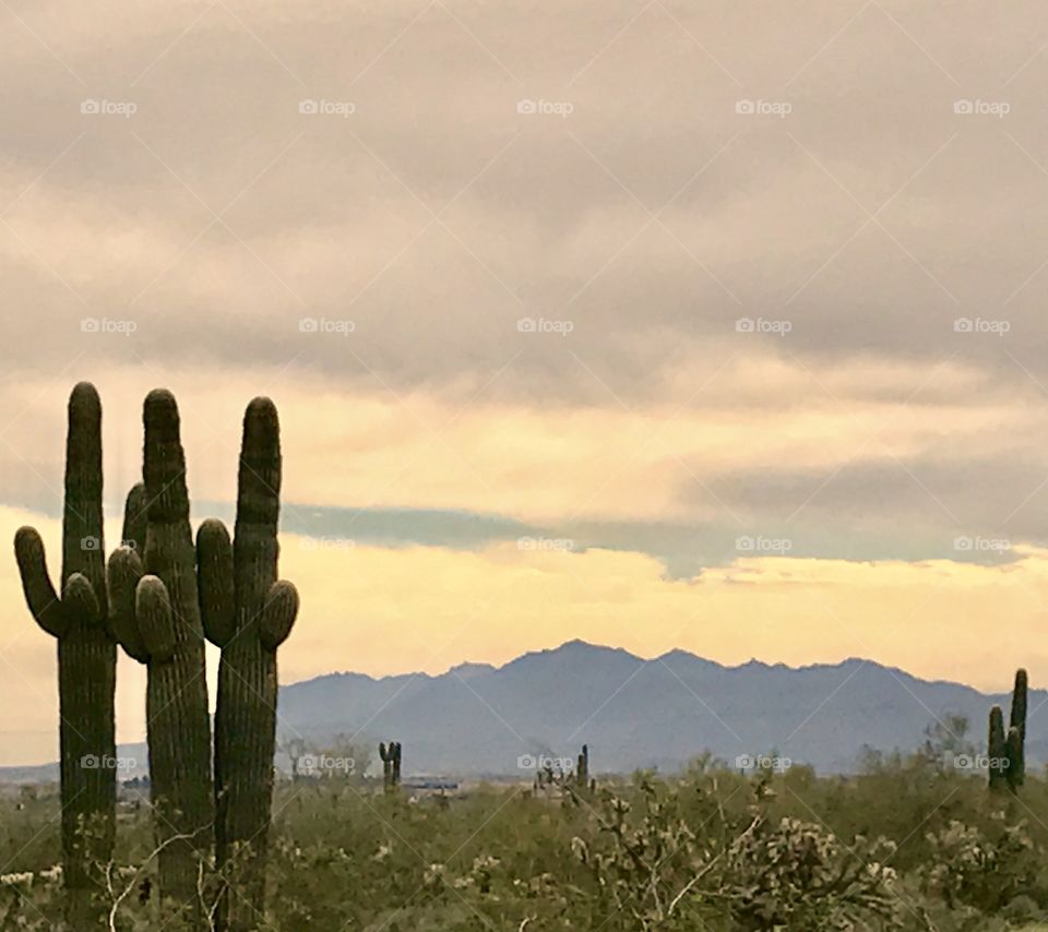 Triplet Cacti