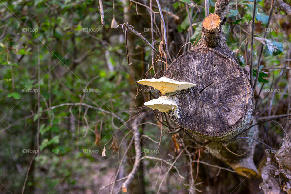 fungus on a log