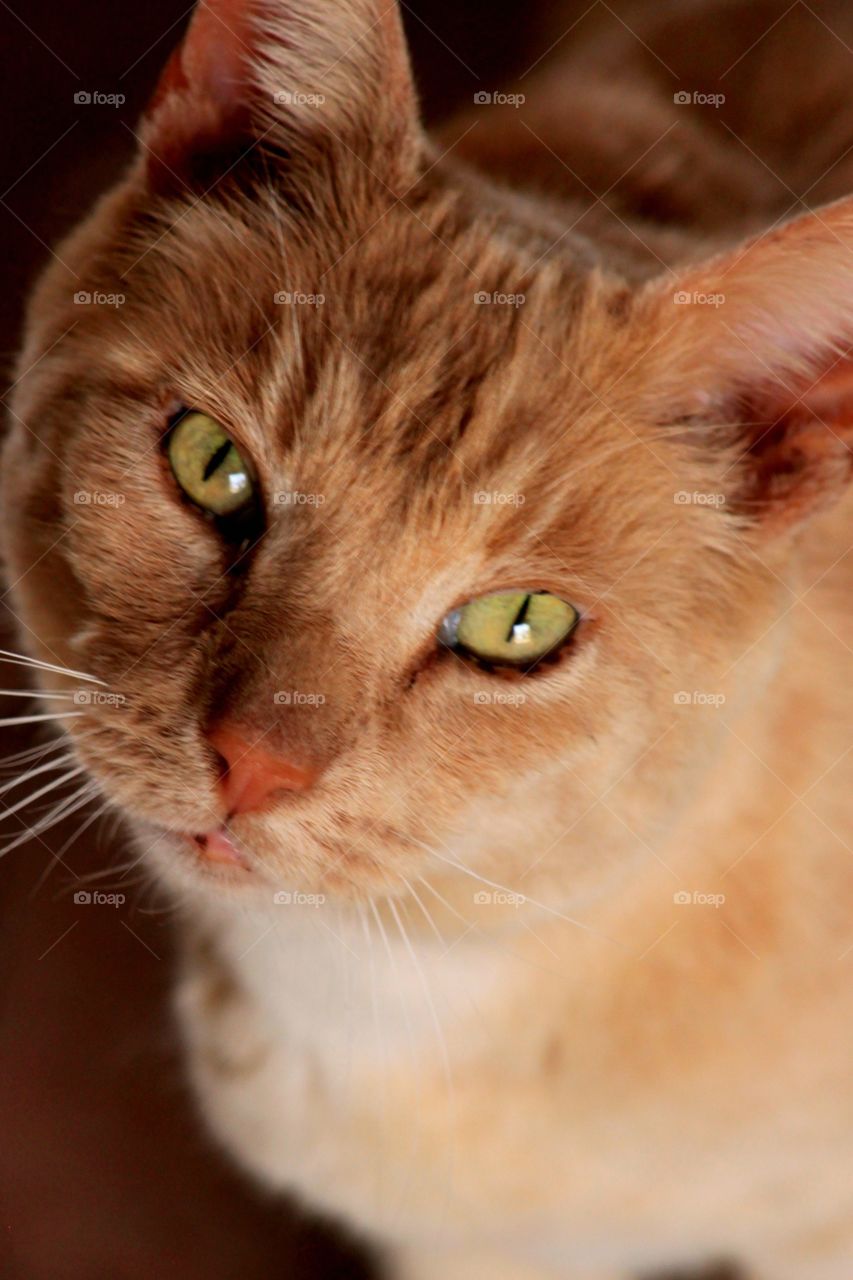 Farm Cat