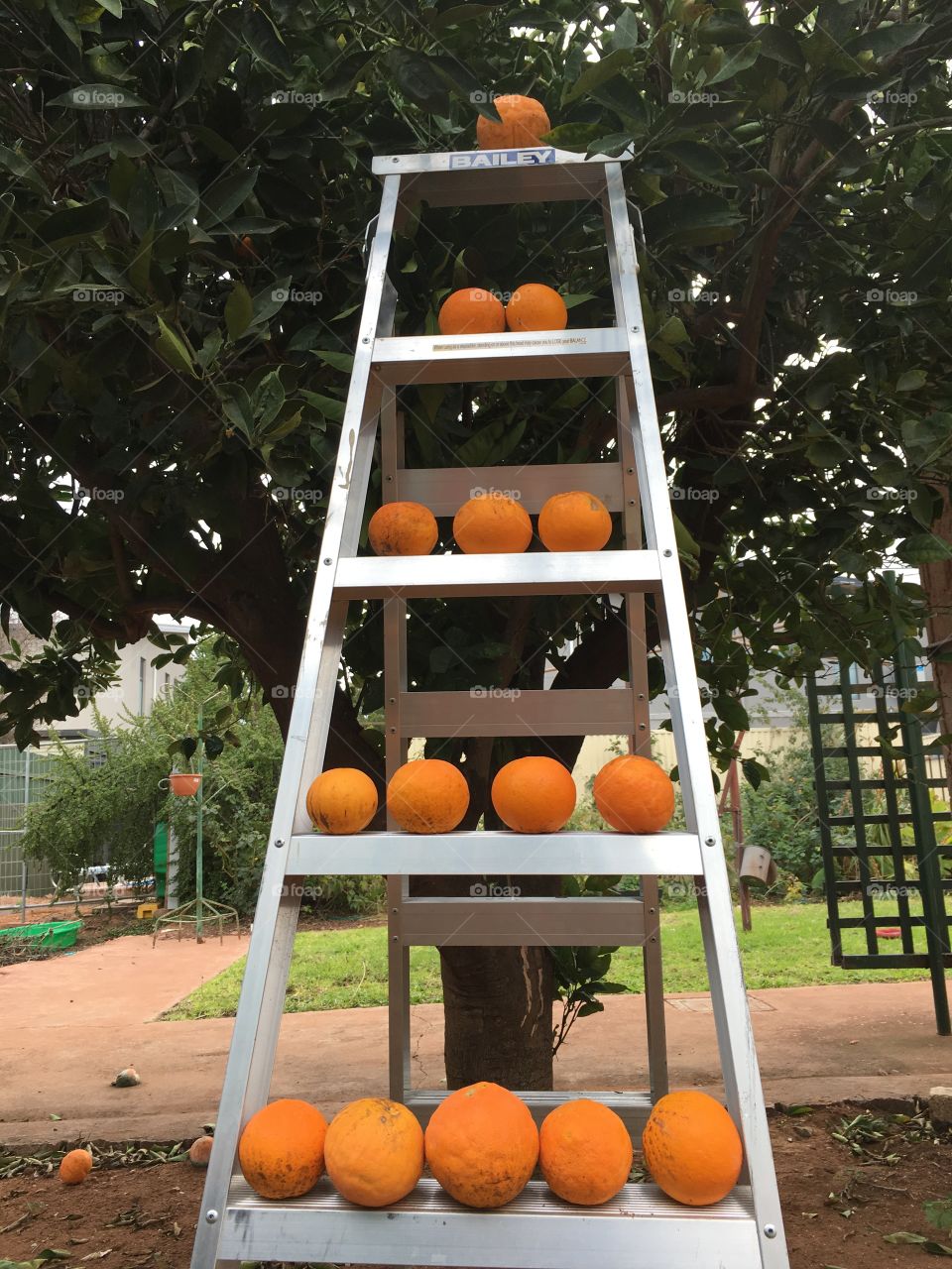 Picking oranges 