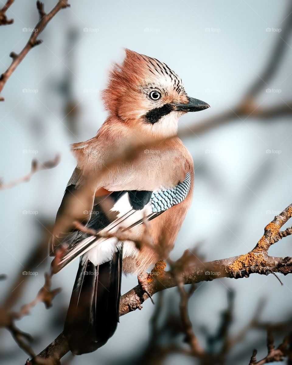 Eurasian jay