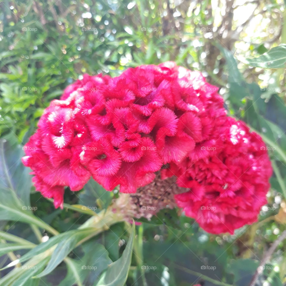 Beautiful Celosia 'bunga jengger' in the sunshine