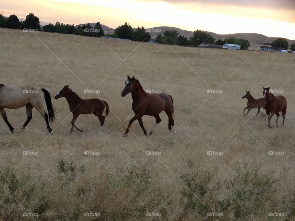 Horses in the sunrise