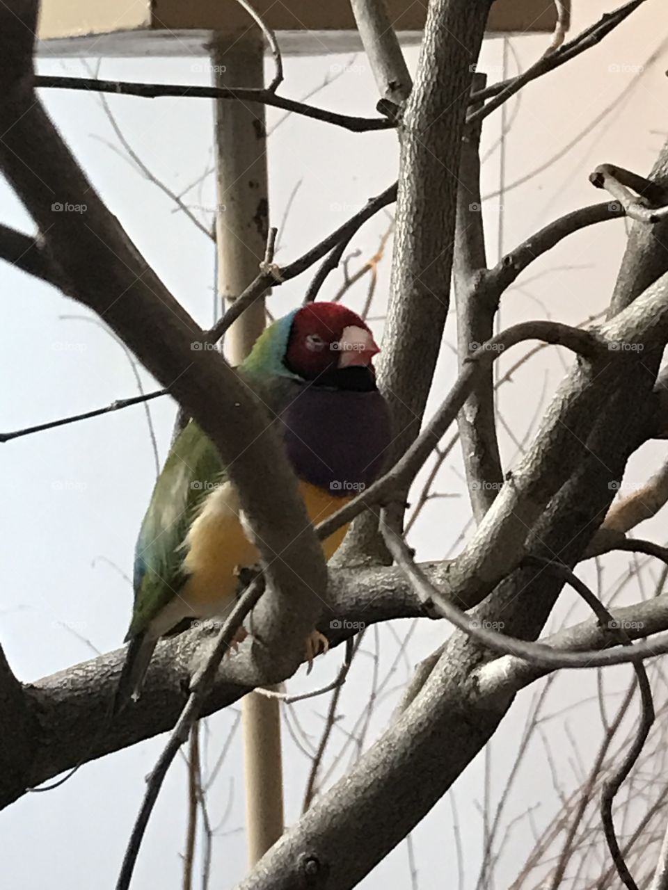 Colorful bird