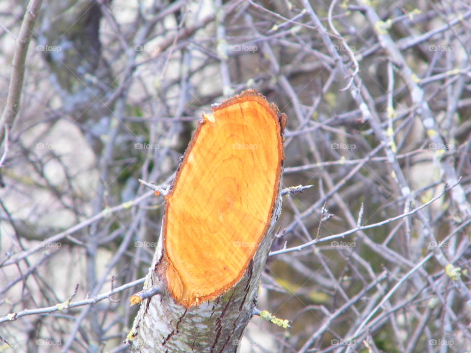 orange color from cut wood in forest