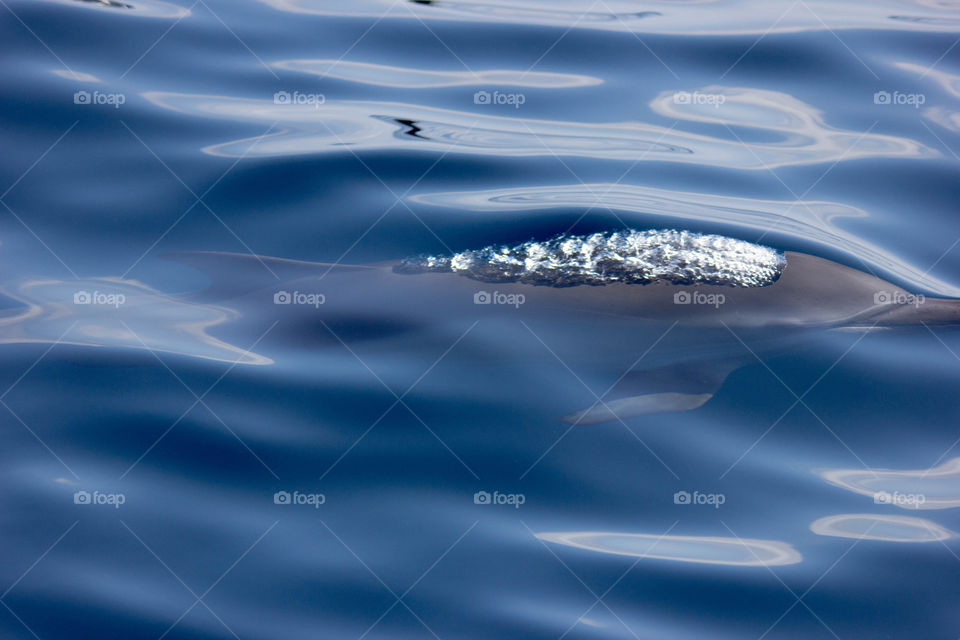 Australia - Mirimbula, dolphin coming up from the ocean 