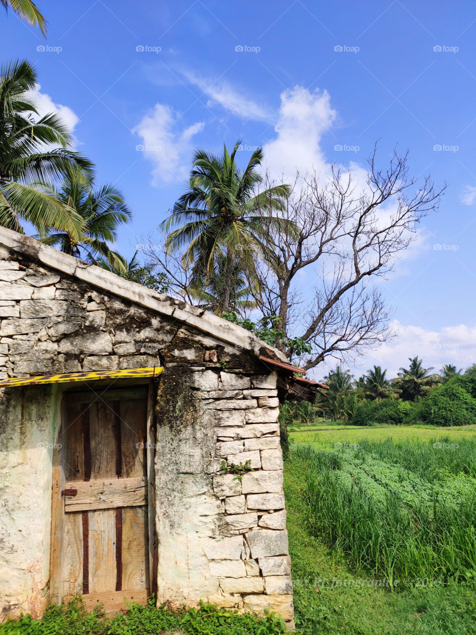 Mesmerising scenic Indian agricultural farm with growing crops and an old farm house