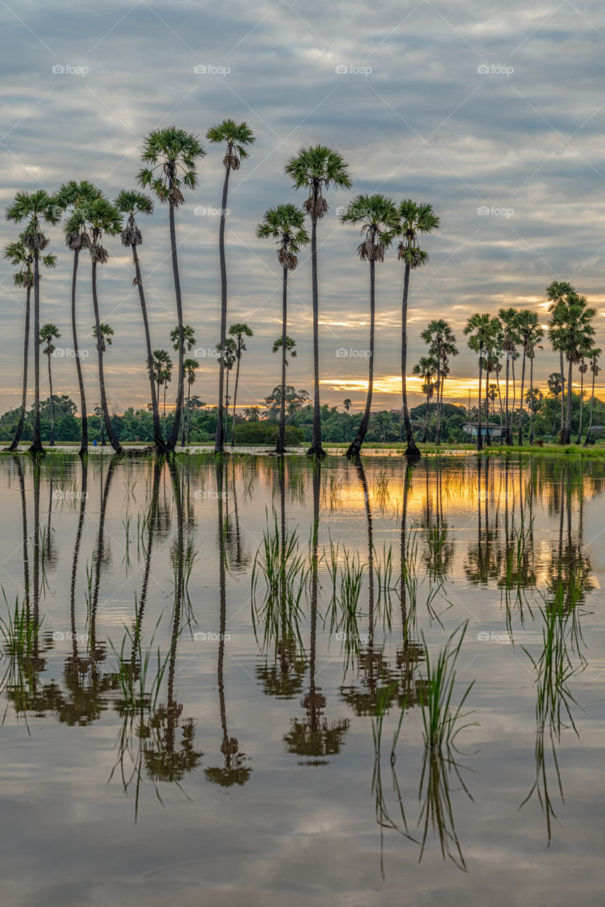 Beautiful sugar plam and reflection in the morning