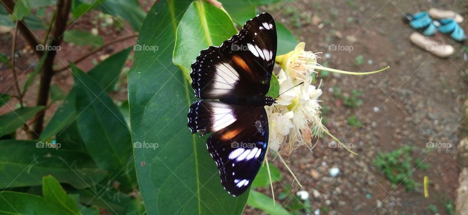 beautiful butterfly perched on a guava flower