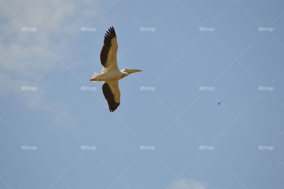 Pelicans fly in the sky above the Akkerman fortress in the city of Belgorod-Dniester, Ukraine