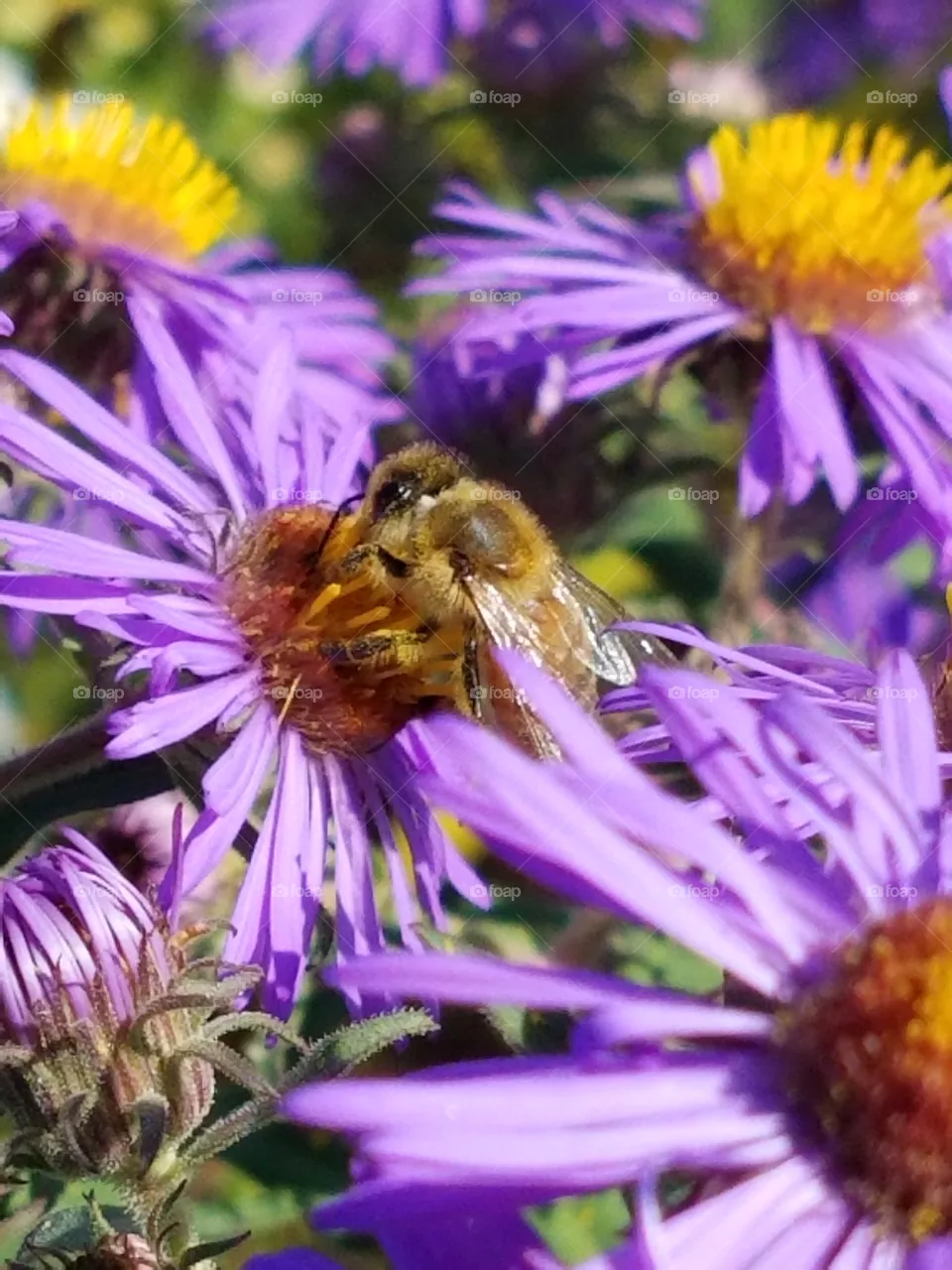 Bee