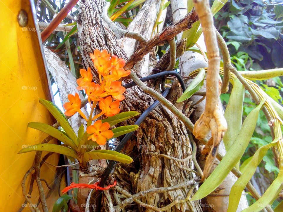 orquídeas,naturaleza