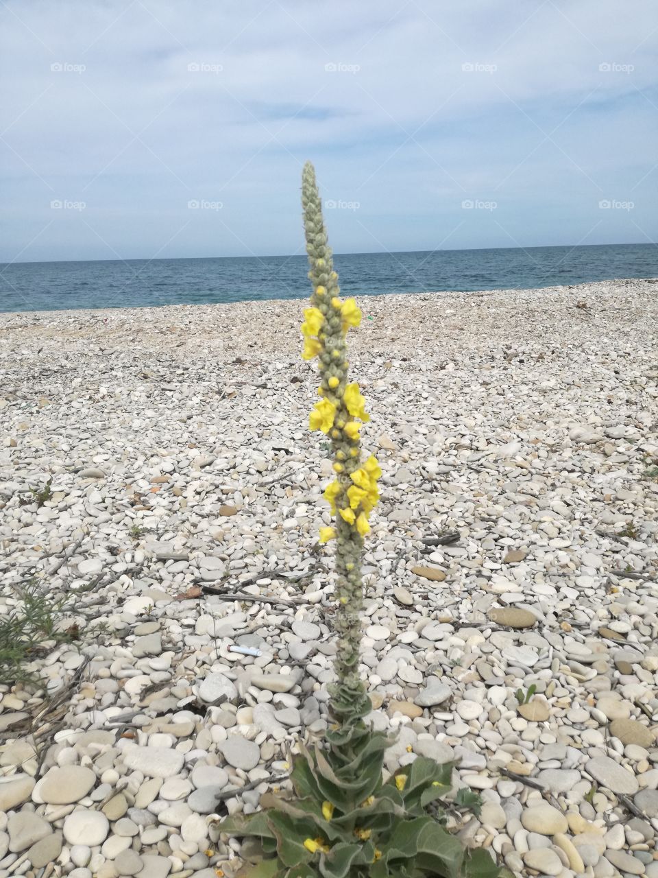 Flowers on the Stones. The  strength of Life
