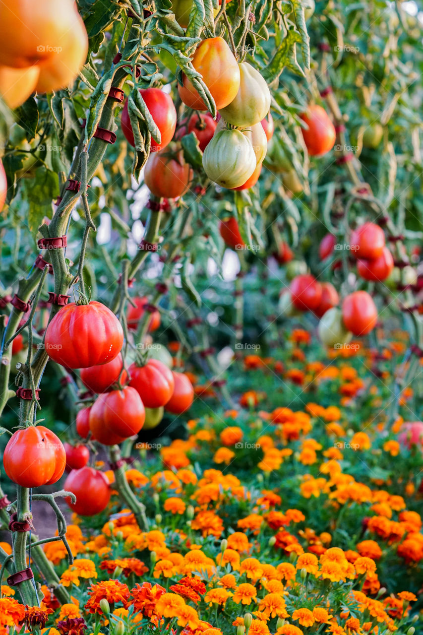 fresh tomatoes on tree in a greenhouse