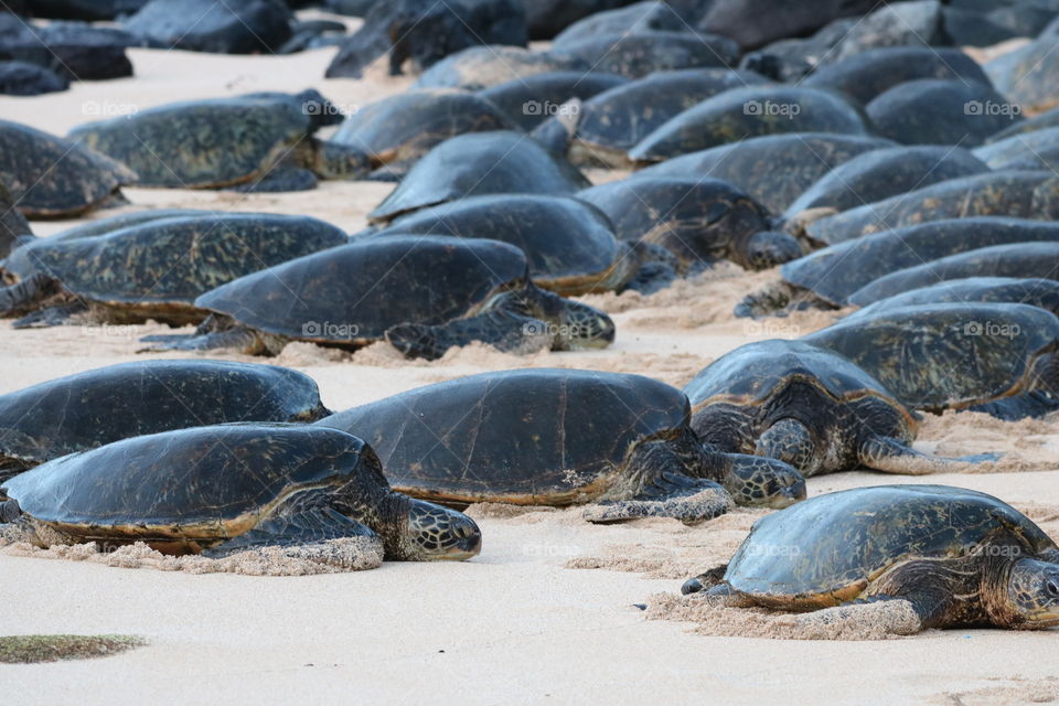 Fauna of tropical paradise- green sea turtles laying on the sandy beach at dusk . They  looked like rocks from the distance but their moving caught my eyes😊