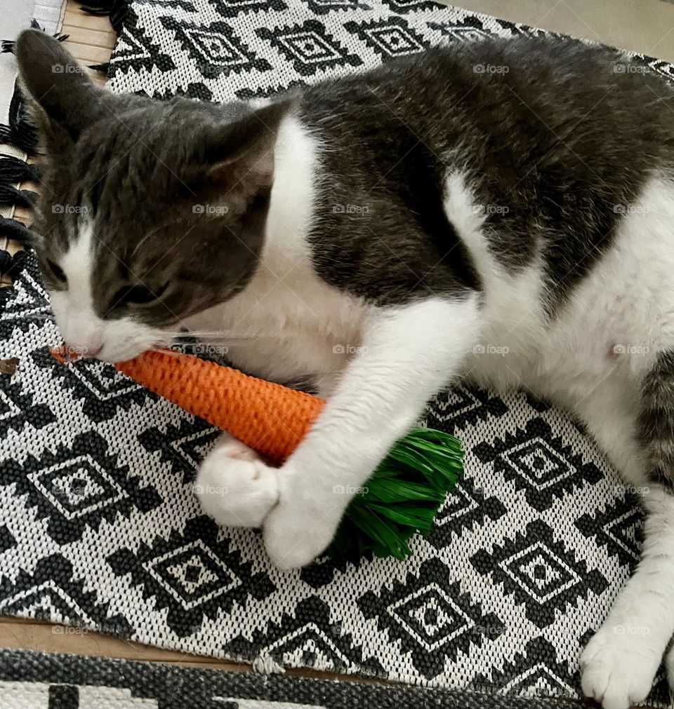 A sweet moment of affection with Keops, who delights in tormenting his beloved toy, Mrs. Carrot 🥕. This playful cat prefers children's toys, reminding us of his youthful nature ❤️