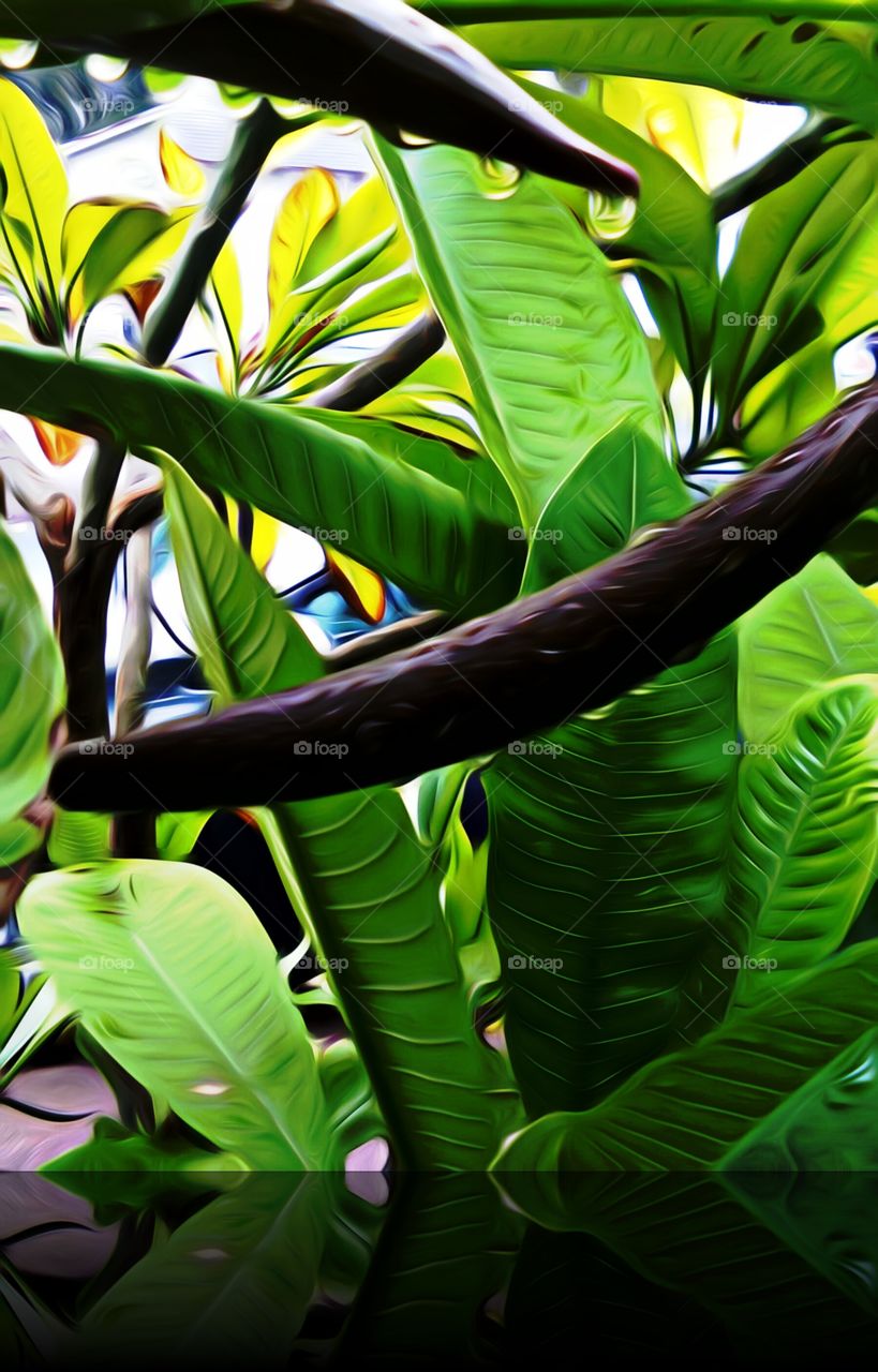 Morning Dew, Plumeria Seed Pods