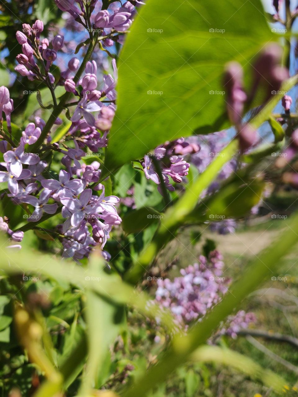 Purple nature. Spring time 💐
