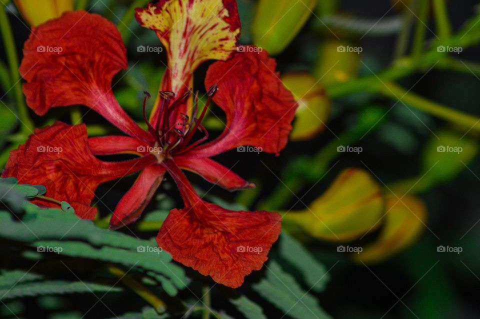 red flower look like beautiful 
by:DSLR camera nacon 300mm D3200