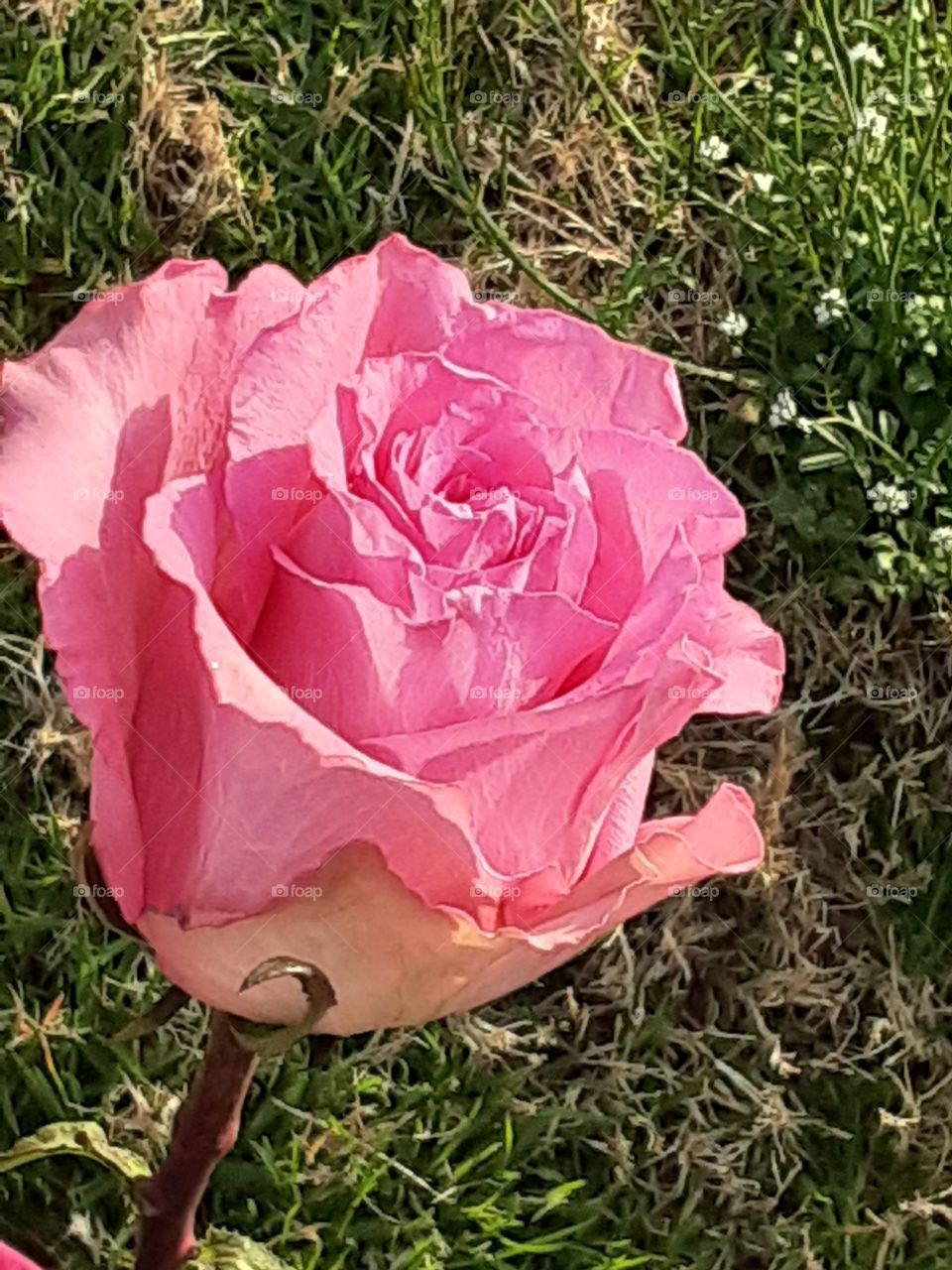 Pink Rose