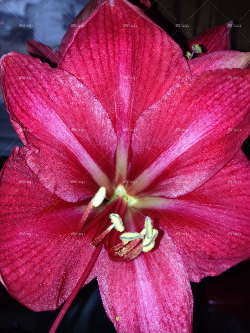 amaryllis1