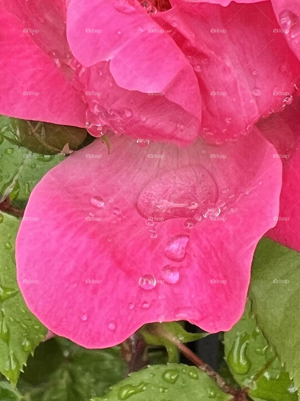 Raindrops on pink petals