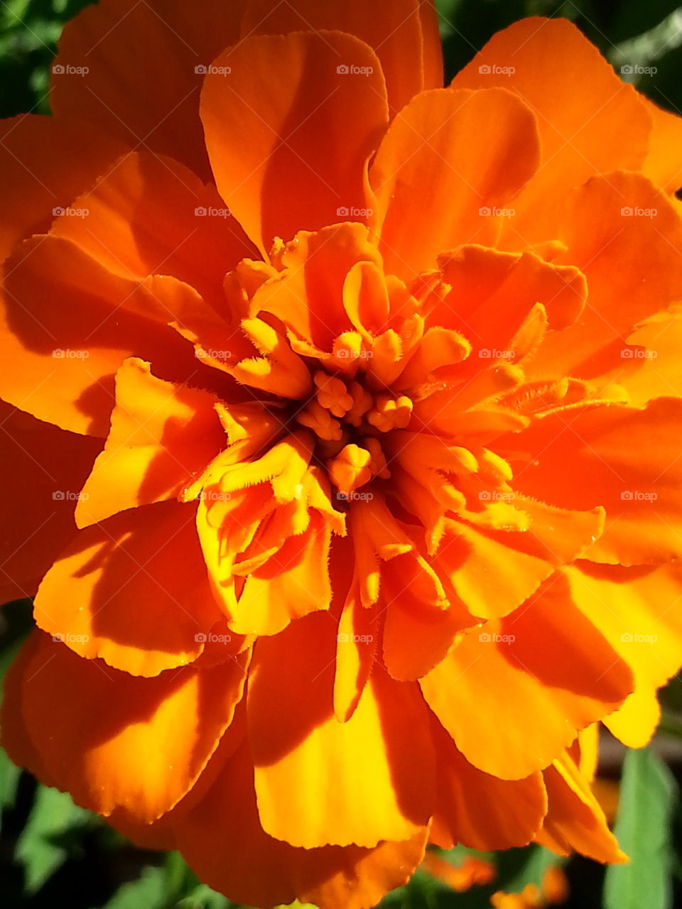 Orange Flower Core