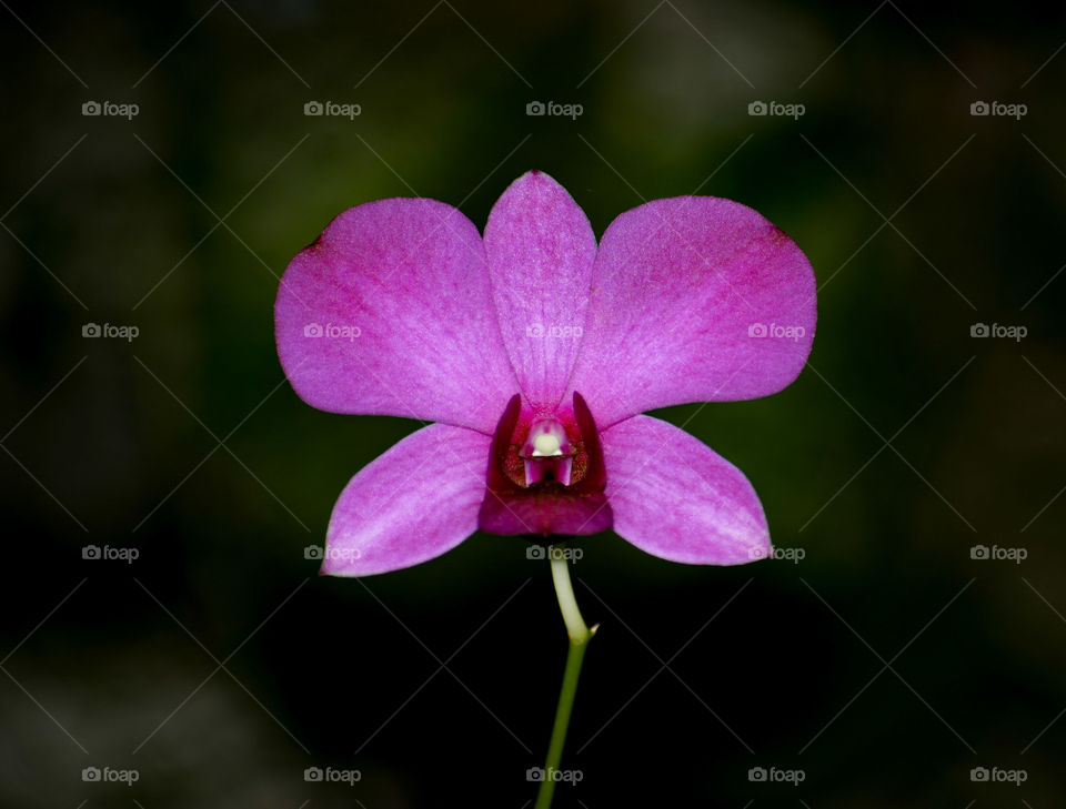 Dendrobium bigibbum orchid