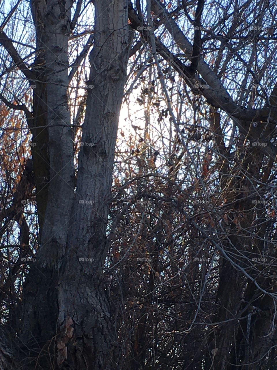 Trees with no leaves