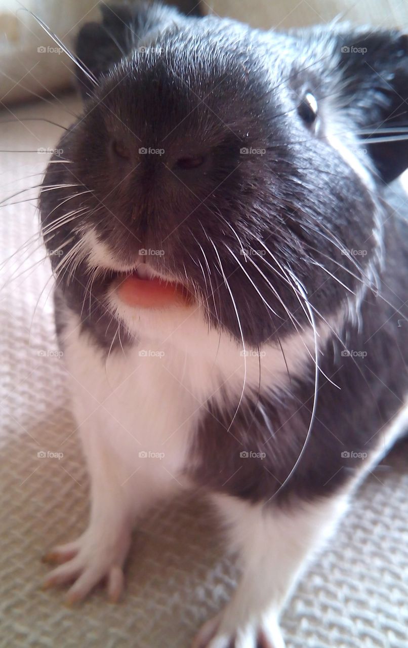 Extreme close of guinea pig